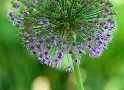 Blume D31_0894 Kopie.jpg   26.04